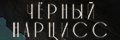 Чёрный нарцисс